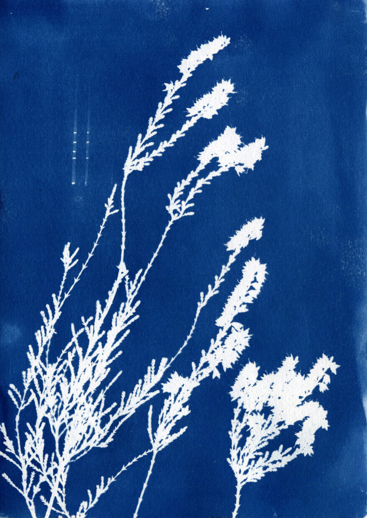 Audrey Mompo Cyanotype